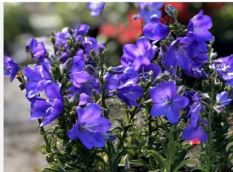 CAMPANULA persicifolia var. planiflora- прасковолистната камбанка джудже(1612)